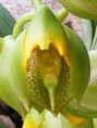Catasetum macrocarpum